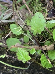 Youngia japonica