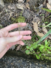 Youngia japonica