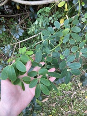 Senna pendula glabrata