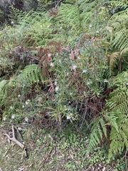Grevillea linearifolia