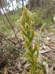 Prasophyllum