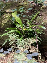 Asplenium australasicum