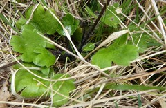 Ranunculus multiscapus