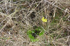 Ranunculus multiscapus