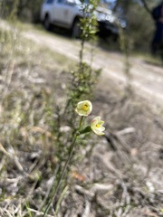 Thelymitra flexuosa