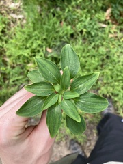 Alstroemeria psittacina