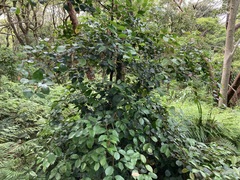 Syzygium smithii