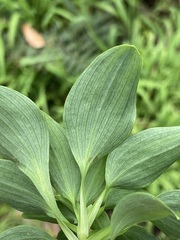Alstroemeria psittacina