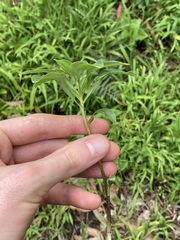 Alstroemeria psittacina