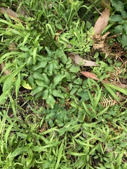 Alstroemeria psittacina