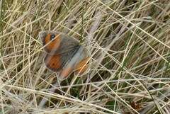 Argyrophenga antipodum