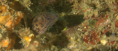 Gymnothorax