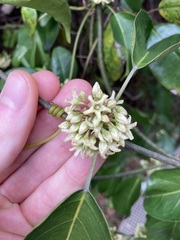 Leichhardtia rostrata