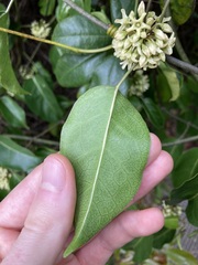 Leichhardtia rostrata