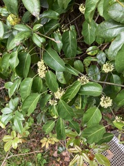 Leichhardtia rostrata