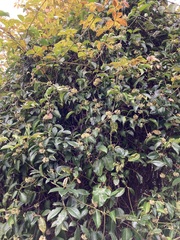 Leichhardtia rostrata