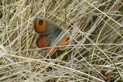 Argyrophenga antipodum