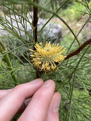 Isopogon anethifolius