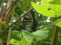 Euripus nyctelius