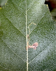 Lyonetia clerkella
