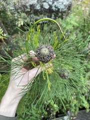Isopogon anethifolius