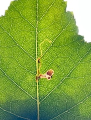 Lyonetia clerkella