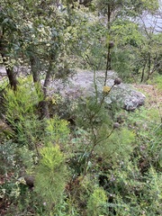 Isopogon anethifolius