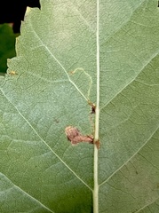 Lyonetia clerkella