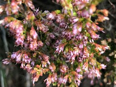 Erica labialis