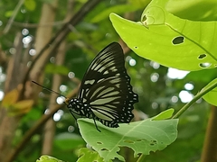 Euripus nyctelius