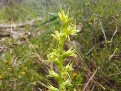 Prasophyllum pallidum