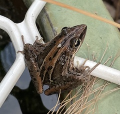 Litoria nasuta