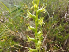 Prasophyllum pallidum