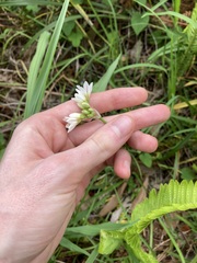 Nothoscordum gracile