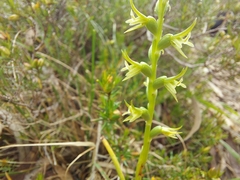 Prasophyllum pallidum