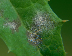 Golovinomyces sonchicola