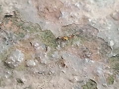 Monomorium floricola