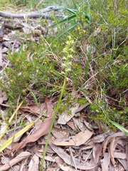 Prasophyllum pallidum