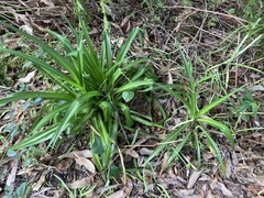 Chlorophytum comosum