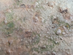 Monomorium floricola