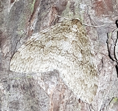 Larentiinae