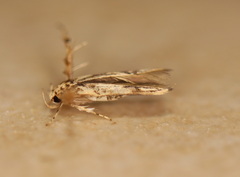 Stathmopoda