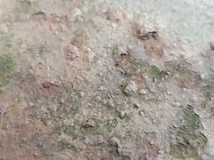 Monomorium floricola