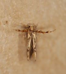 Stathmopoda