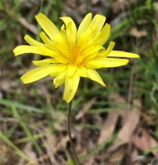 Microseris walteri