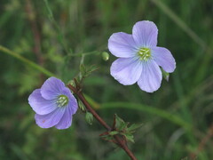 Linum usitatissimum
