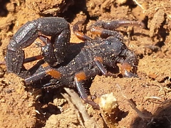 Uroplectes triangulifer marshalli