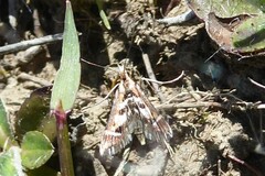 Diasemia grammalis