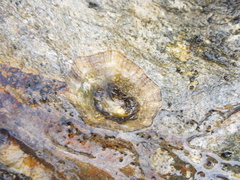 Patella ulyssiponensis