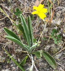 Goodenia willisiana